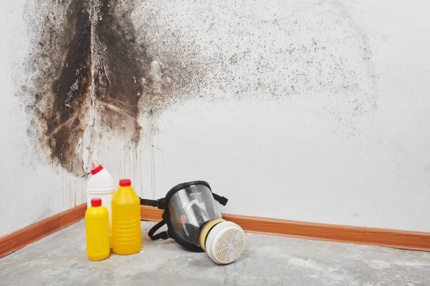 Professional Mold Removal in Rural Hill, TN