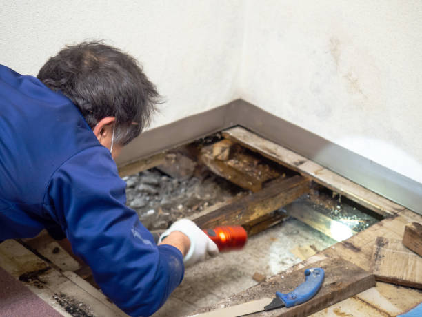 Best Black Mold Removal  in Rural Hill, TN