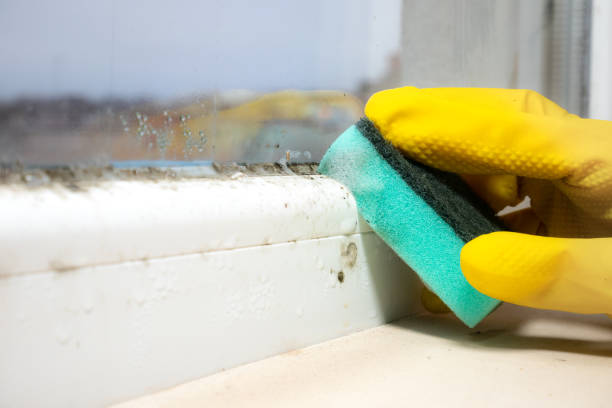 Mold Removal and Inspection in Rural Hill, TN