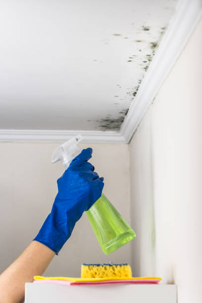 Best Toxic Mold Removal  in Rural Hill, TN